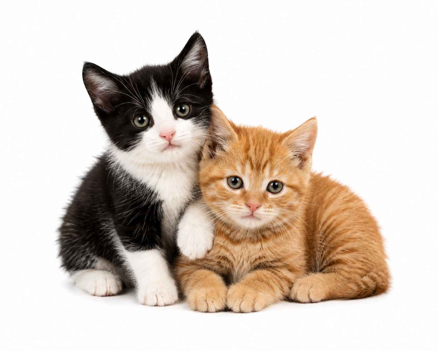 pet sitting services cats and kittens
